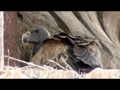 Gyps indicus Indian Vulture nest Orchha