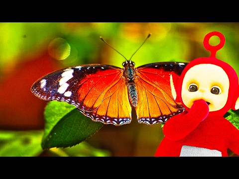 Teletubbies: Bugs Pack - Full Episode Compilation