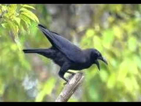 Nam Noog Uab Laag By Xeeb Yaaj Moob Tsaw Chaws