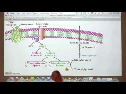 Kevin Ahern's Bite-Sized Biochemistry #36 - Fatty Acid Metabolism I