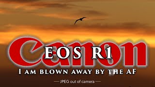 Canon's R1 Low light AF is astounding. I'm more blown away impressed than I thought I would be. 📷