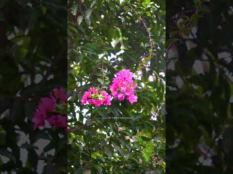 Flowers View 😊💗❤️‍🩹