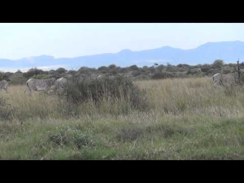 Grevy’s Zebras Walking