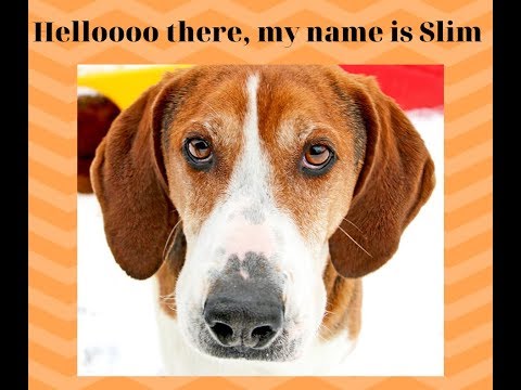 Slim, an adoptable Hound Mix in Charles Town, WV_image-1