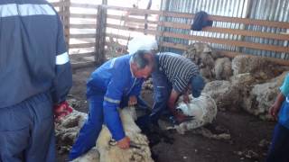 preview picture of video 'Esquila en Pumanque, en casa de Juancho Moya'