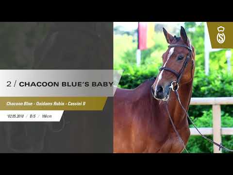 2 Chacoon Blue's Baby - 11. OSE - 2024