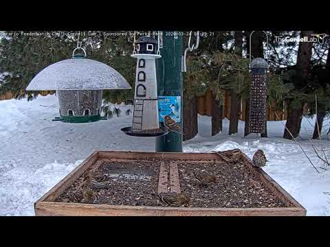 Finch Frenzy On Ontario FeederWatch Cam! – March 24, 2020