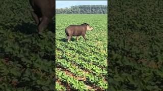 capivara das grandes na roça