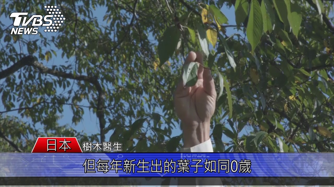 日本第一支抗老乳霜 傳承千年淡墨櫻保養力量