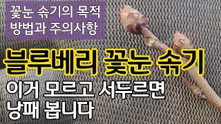 블루베리 꽃눈 솎기 이거 모르고 서두르면 낭패 봅니다 - 꽃눈 솎기 방법과 주의 사항