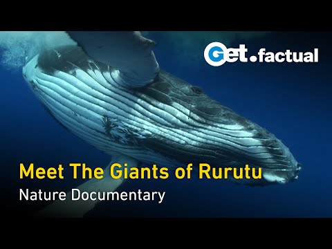 Adventure Ocean Quest - The Giants of Rurutu | Full Documentary