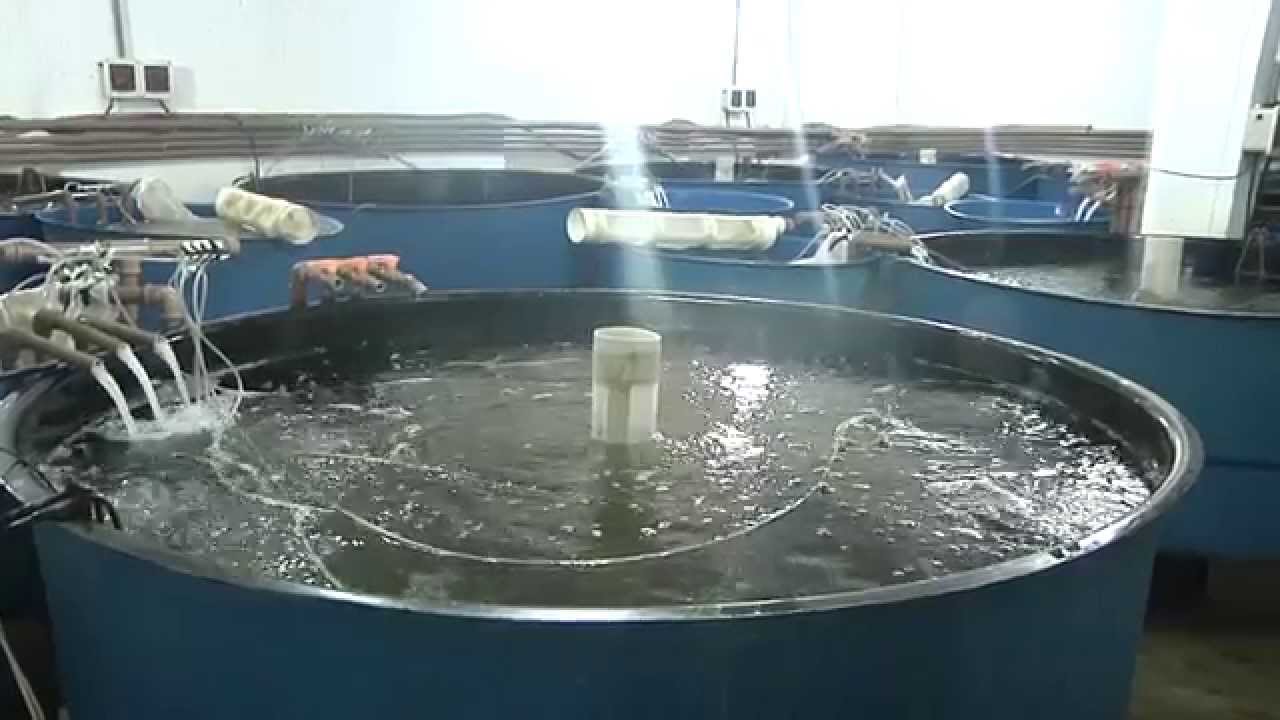 CRIAÇÃO DE CAMARÃO DA MALÁSIA