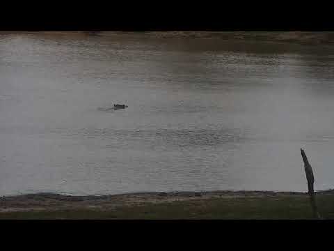 Djuma: Hippo in the dam - 18:13 - 11/14/21