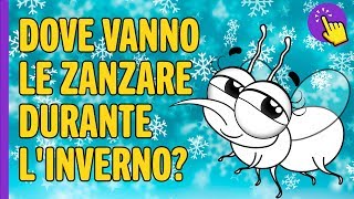Dove vanno le zanzare durante l'inverno | Informazione interessante | Tienilo a mente!