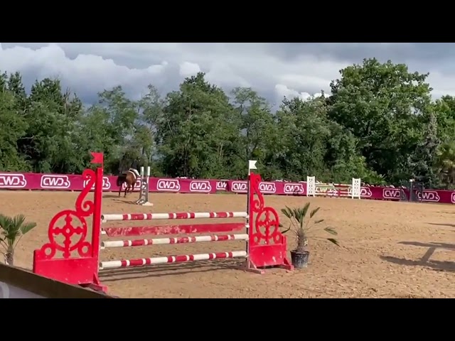 Mare Selle Fran&ccedil;ais For sale 2015 Bay