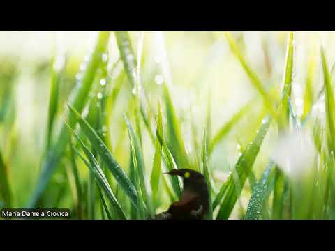 HIPNOZA REGRESIVA.RO343 Gabi,camera oglinzilor si unitatea arhonica,narcisism,frica de esec