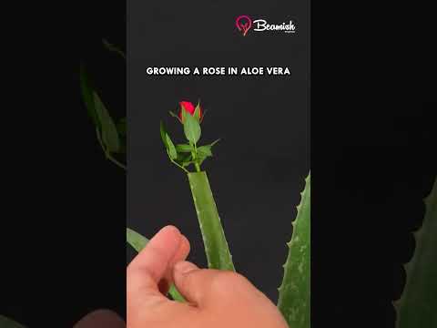 Growing a Rose in Aloe Vera #aloevera #rose #tricks #hack
