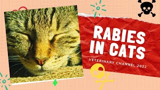 The Symptoms, Diagnosis, And  Prevention Of Rabies In Cats