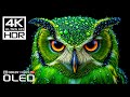 Most High Quality Dolby Vision 4K 120 FPS HDR Video