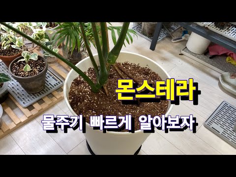 너무 쉬운 몬스테라 물주기를 빠르게 알아보자 너무 쉬운 몬스테라 물주기를 빠르게 알아보자