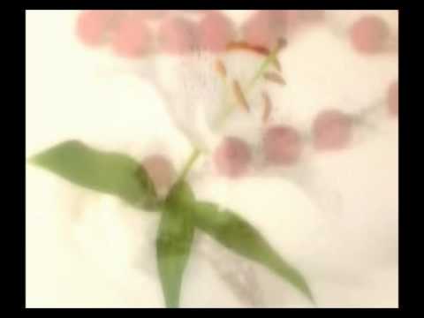 Apostoli mira - Majko Božjega sjaja