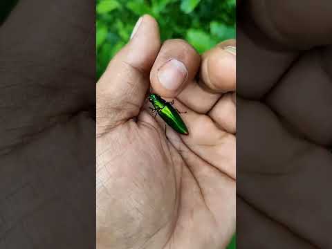 It is the Smaller shiny jewel beetle part2#b#shortvideo 🪲🪲🪲#shortvideo