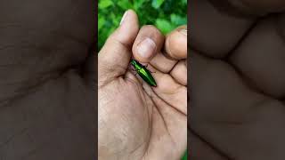 Download lagu It is the Smaller shiny jewel beetle part2#b#shortvideo 🪲🪲🪲#shortvideo mp3