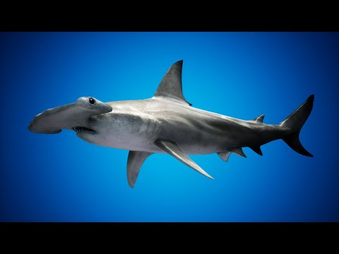 Hammerhead Shark UE4 Trailer