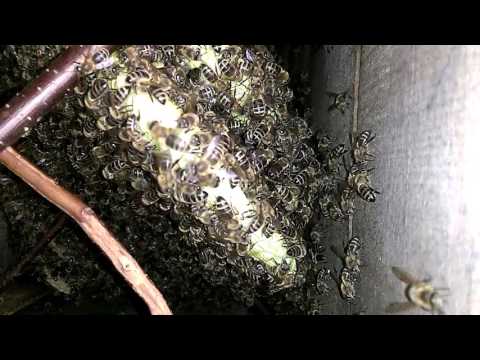 VČELY (BEE): 160507 Japonský úl zevnitř (japanese beehive - inside view)