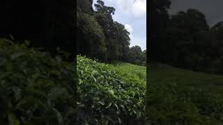 preview picture of video 'Manjolai tea estate lorry'