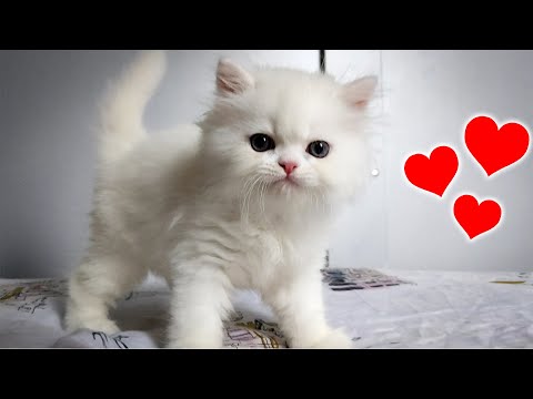 I Adopted a 7 Week Old Persian Kitten