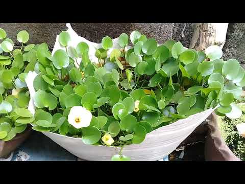 #MyAquaticFloweringPlant #waterPoppy