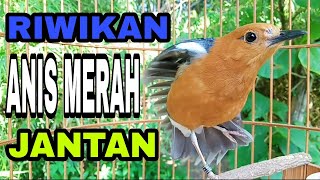 Download lagu RIWIKAN Anis merah jantan mp3 Download lagu RIWIKAN Anis merah jantan mp3