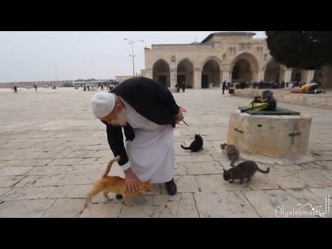 This man has been looking after the cats of Masjid Al Aqsa for 30 years.