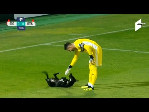 The dog just wants to play (football)