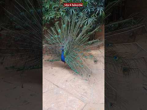 peacock.. #birds #animals #wildlife #viralvideo