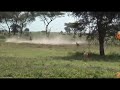 Wildebeest Fight Back Cheetah