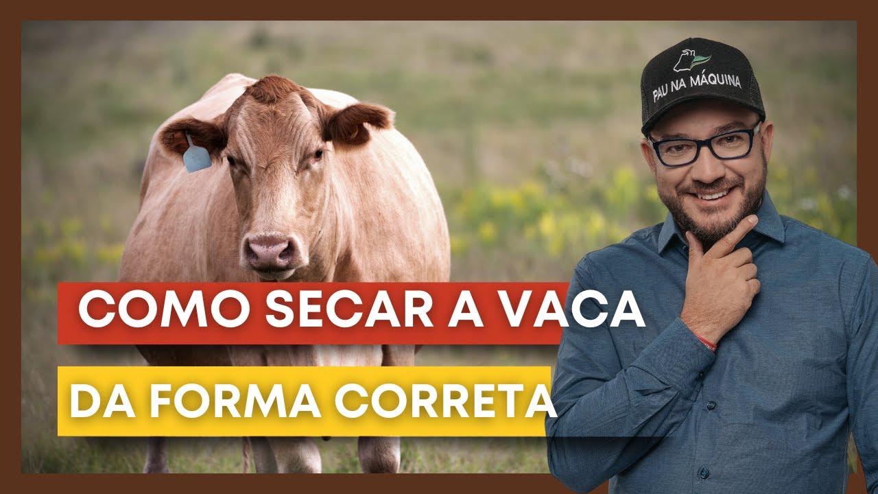 O maior ERRO ao secar uma vaca leiteira