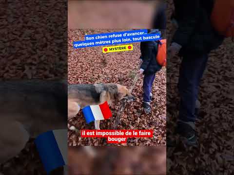 Son chien refuse d'avancer… quelques secondes plus tard, elle fait une découverte INCROYABLE