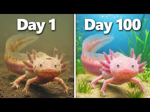 I Saved an Abandoned Axolotl...