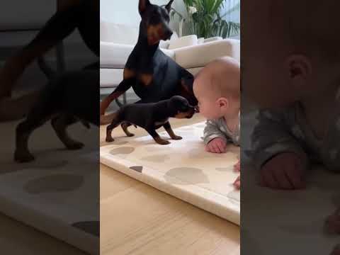 🐕 Dad Doberman Saves Baby👶💞