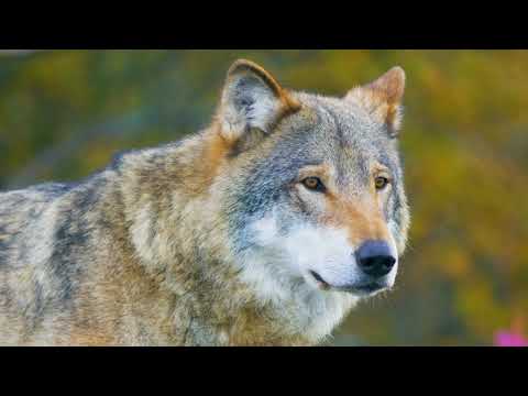 How should we manage Baltic and Central European wolf populations?