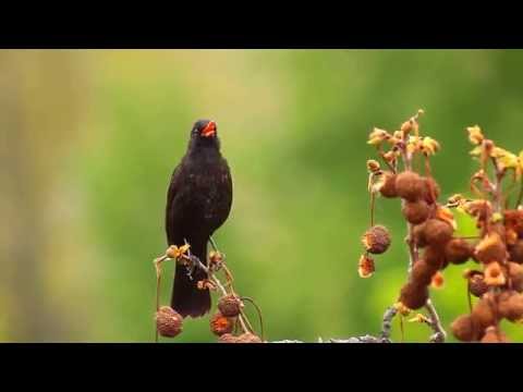 lehetséges-e erekcióval vizelni