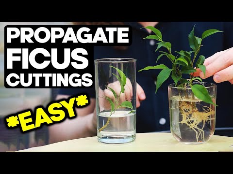 Propagate Ficus from Cuttings for Bonsai 🌱 *EASY*