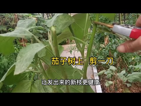 立秋后茄子树上剪一刀，茄子再次挂满枝头，多到吃不完。