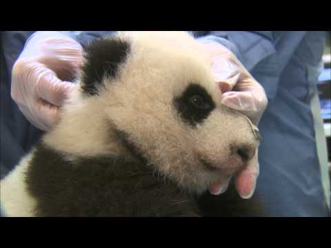 Panda Cub 8th Exam