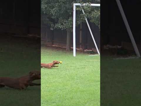 Slowed #dachshund #doggo