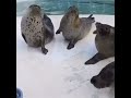 seals clapping