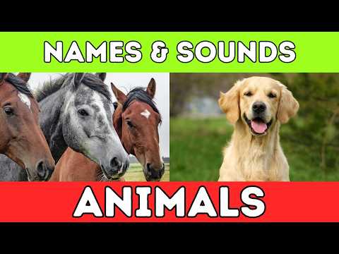ANIMAL NAMES AND SOUND for Kids For Compilation - Learn Animals Names for children and Toddlers