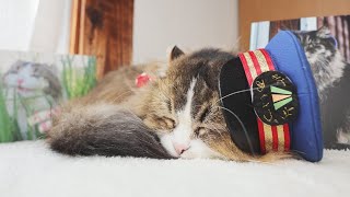 #61 アルバムをチェックだにゃ!「ふにゃ~り日和」